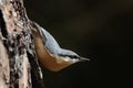 Nuthatch