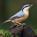 Nuthatch