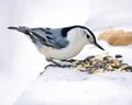 Nuthatch