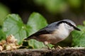 Nuthatch