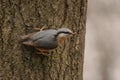 Nuthatch