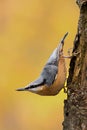 Nuthatch Royalty Free Stock Photo