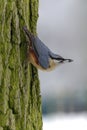 Nuthatch - bird