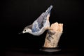 Nuthatch Bird Carved out of Wood