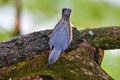 Nuthatch bird in ewinter timee loking for food