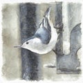 Nuthatch on Bird Feeder. Colored Pencil Sketch.