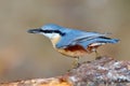 Nuthatch bird in natural habitat (sitta europaea) Royalty Free Stock Photo