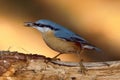 Nuthatch bird outdoor (sitta europaea) Royalty Free Stock Photo