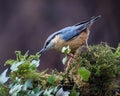 Nuthatch bird is perched on a mossy tree trunk, its beady eyes surveying its natural environment Royalty Free Stock Photo