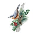 Nuthatch bird on pine and boxwood branches. Watercolor illustration. Forest bird on a tree branch. Natural rustic decor