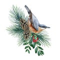 Nuthatch bird with pine and boxwood branches. Watercolor rustic natural illustration. Nuthatch on evergreen pine