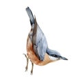 Nuthatch bird realistic watercolor illustration. Hand drawn wildlife forest animal. Nuthatch on white background. Europe