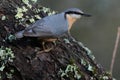 Nuthatch bird