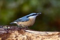 Nuthatch bird (sitta europaea)