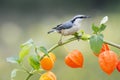 Nuthatch bird sitting on a beautiful branch of physalis