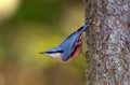 Nuthatch bird sitting on tree (sitta europaea) Royalty Free Stock Photo