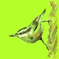 Nuthatch bird sitting on the vertical trunk. Hand drawn sketch with colored pencils on paper texture. Isolated on green. Bitmap