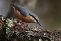 A nuthatch bird on a tree covered with lichen.