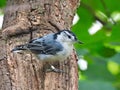 Nuthatch bird on a tree: White-breasted nuthatch bird clings to the tree trunk