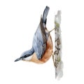 Nuthatch bird watercolor illustration. Hand drawn realistic wildlife forest animal. Nuthatch sit on the tree element