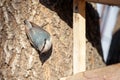 Nuthatch at birds feeder looking to camera Royalty Free Stock Photo