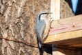 Nuthatch at birds feeder Royalty Free Stock Photo