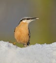 Nuthatch Royalty Free Stock Photo