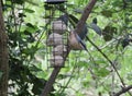 Nuthatch clinging to a bird feeder Royalty Free Stock Photo