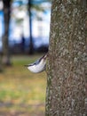 The nuthatch clings tightly to the tree trunk, bent its body and stretched its neck. Vertical natural background with a small bird