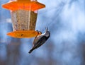 Nuthatch Eating