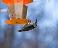 Nuthatch Eating