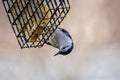 Nuthatch Eating Suet Royalty Free Stock Photo