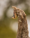 Nuthatch