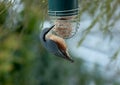 Nuthatch feasting on fat-ball