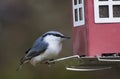 Nuthatch