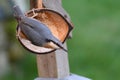 A Nuthatch feeding from half a coconut shell.