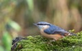 Nuthatch feeding on a log