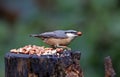 Nuthatch perched on a log in the woods feeding Royalty Free Stock Photo