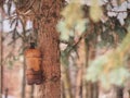 The nuthatch feeds in a feeding trough made of a plastic bottle