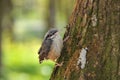 Nuthatch fledgling nestling sits on a tree in spring waiting for parents Royalty Free Stock Photo