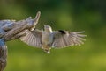 Nuthatch in flight in summer Royalty Free Stock Photo