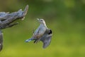 Nuthatch in flight in Summer on a branch Royalty Free Stock Photo