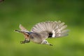 Nuthatch in flight in Summer on a branch Royalty Free Stock Photo