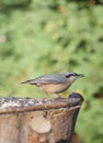 Nuthatch on forest background Royalty Free Stock Photo