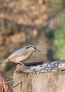 Nuthatch on forest background Royalty Free Stock Photo