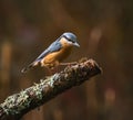 Nuthatch on a Lichen-Covered Branch Royalty Free Stock Photo