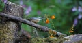 Nuthatch perched in the woods feeding Royalty Free Stock Photo