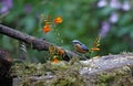 Nuthatch perched in the woods feeding Royalty Free Stock Photo