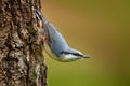 Nuthatch in the nature habitat. Eurasian Nuthatch, Sitta europaea, beautiful yellow and blue-grey songbird sitting on the tree Royalty Free Stock Photo