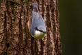 Nuthatch in the nature habitat. Eurasian Nuthatch, Sitta europaea, beautiful yellow and blue-grey songbird sitting on the tree Royalty Free Stock Photo